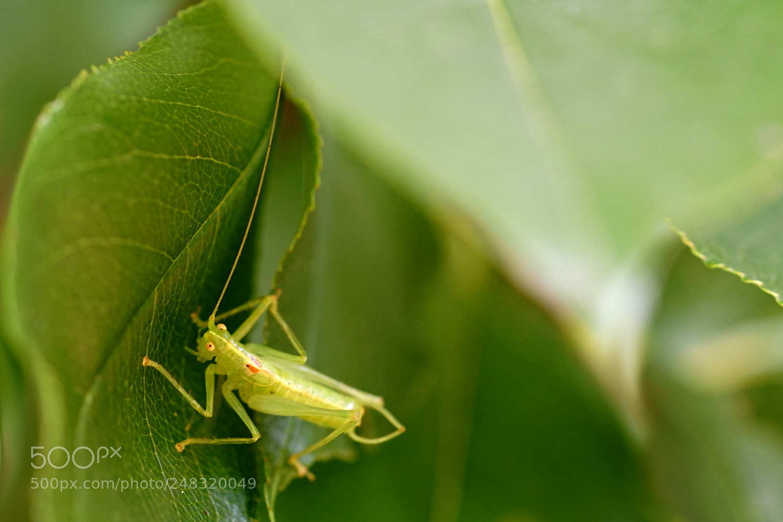 Sony a7 II sample photo. Dsc photography