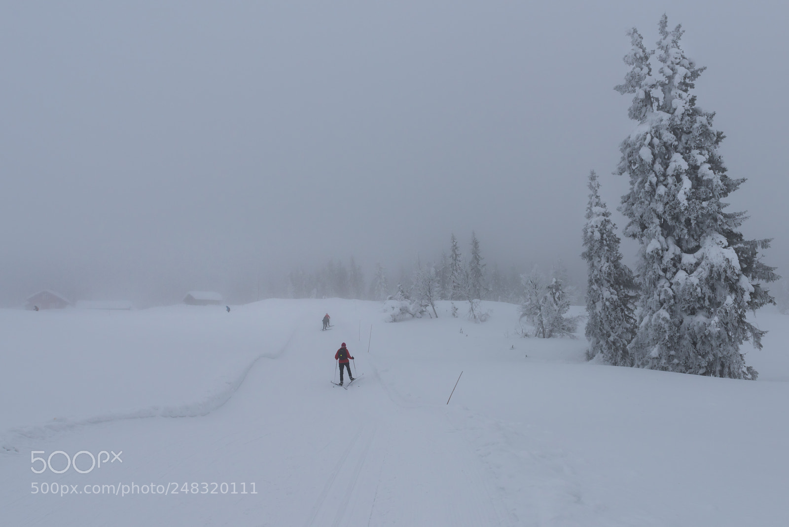 Nikon D810 sample photo. Winter fog ii photography