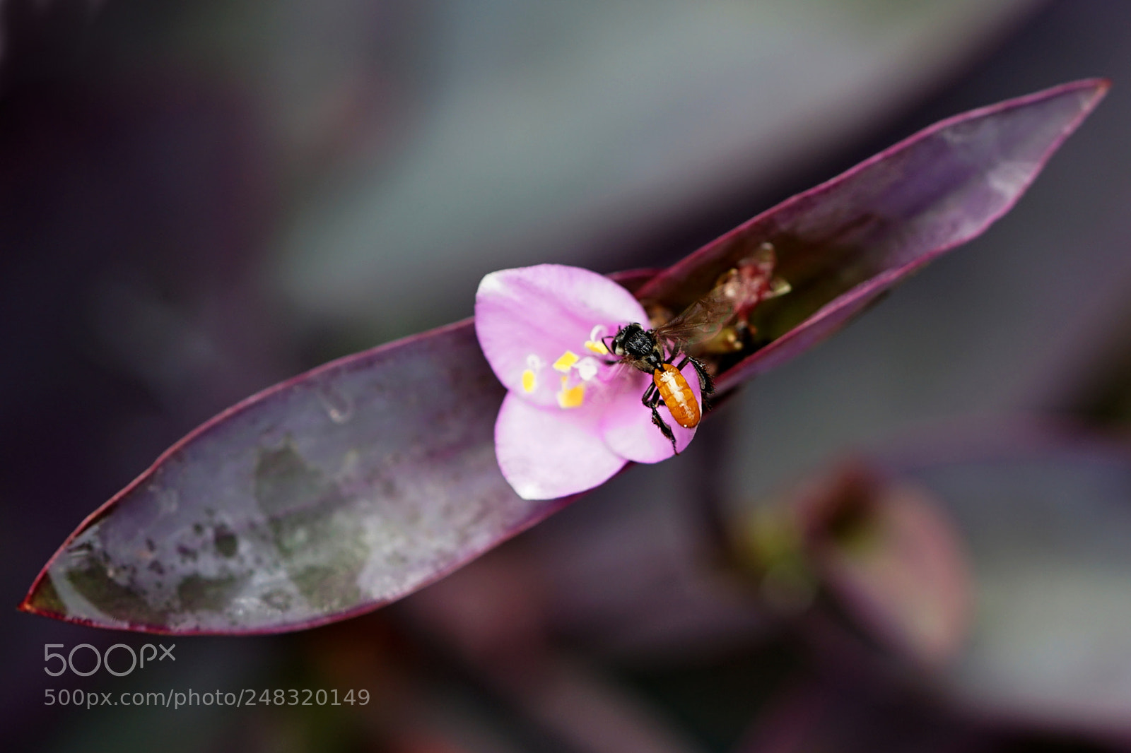 Sony a7 II sample photo. Dsc photography