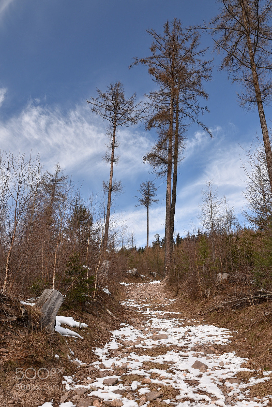 Nikon D7200 sample photo. Path photography