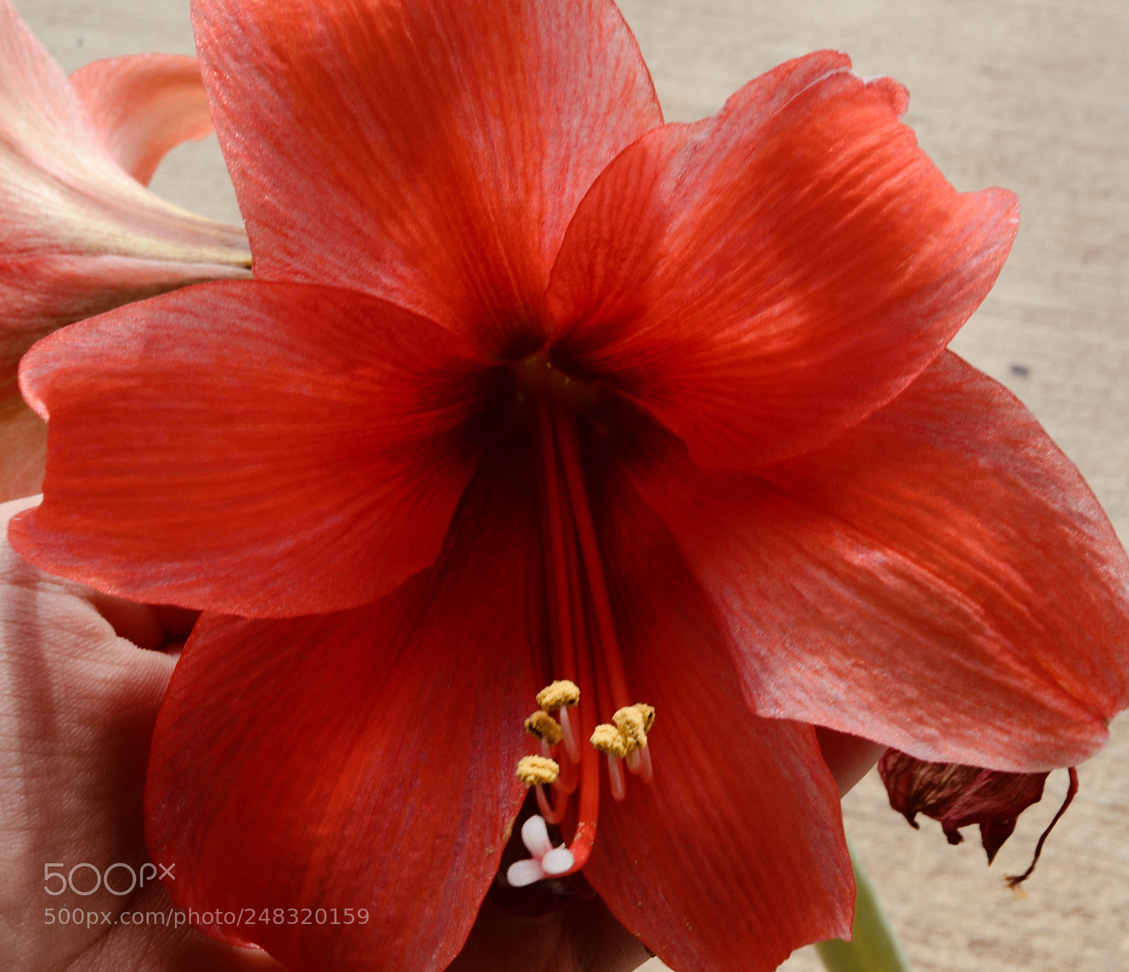 Nikon D3100 sample photo. Beauty is simple photography