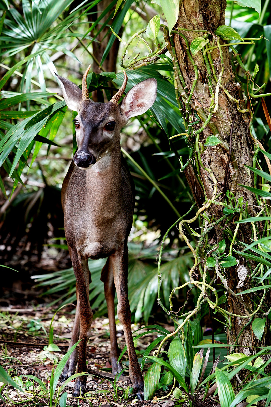 Sony a7 II sample photo. Dsc photography