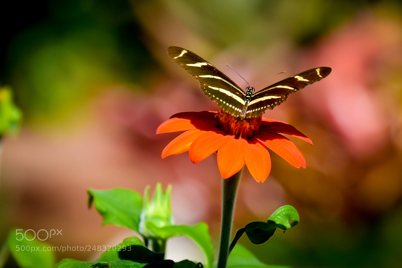 Nikon D5600 sample photo. Butterfly rest i photography