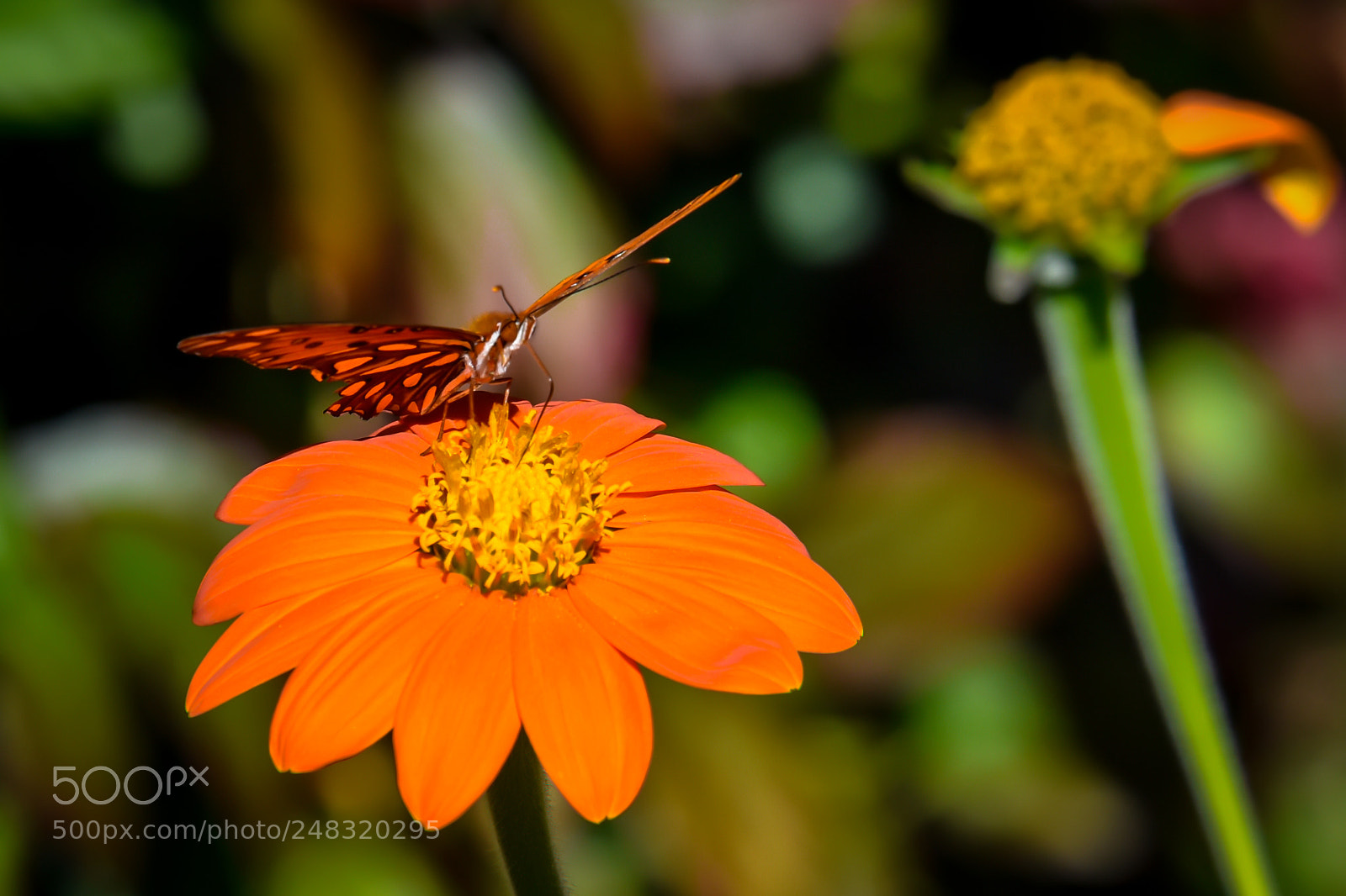 Nikon D5600 sample photo. Butterfly rest ii photography