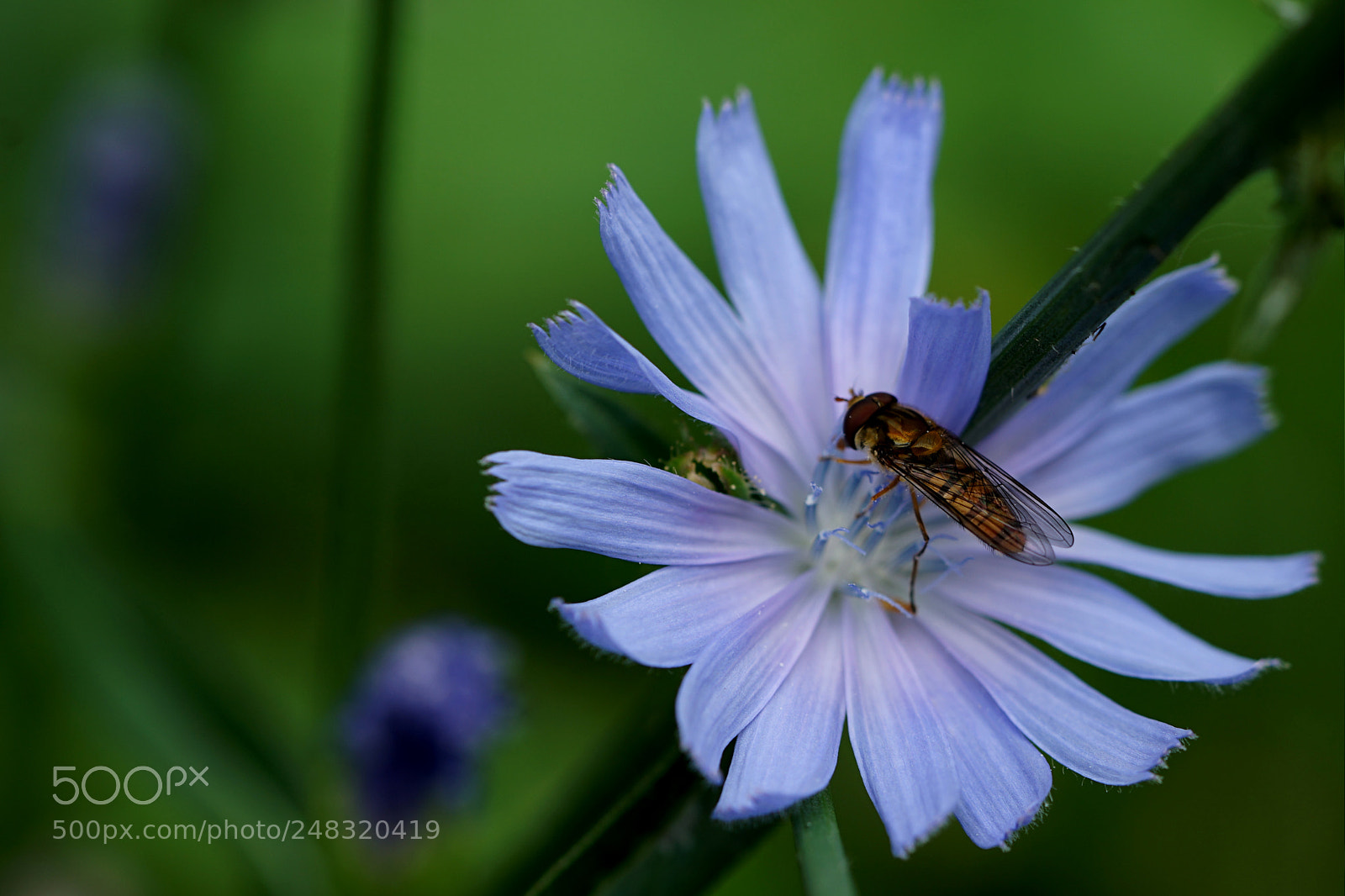 Sony a7 II sample photo. Dsc photography