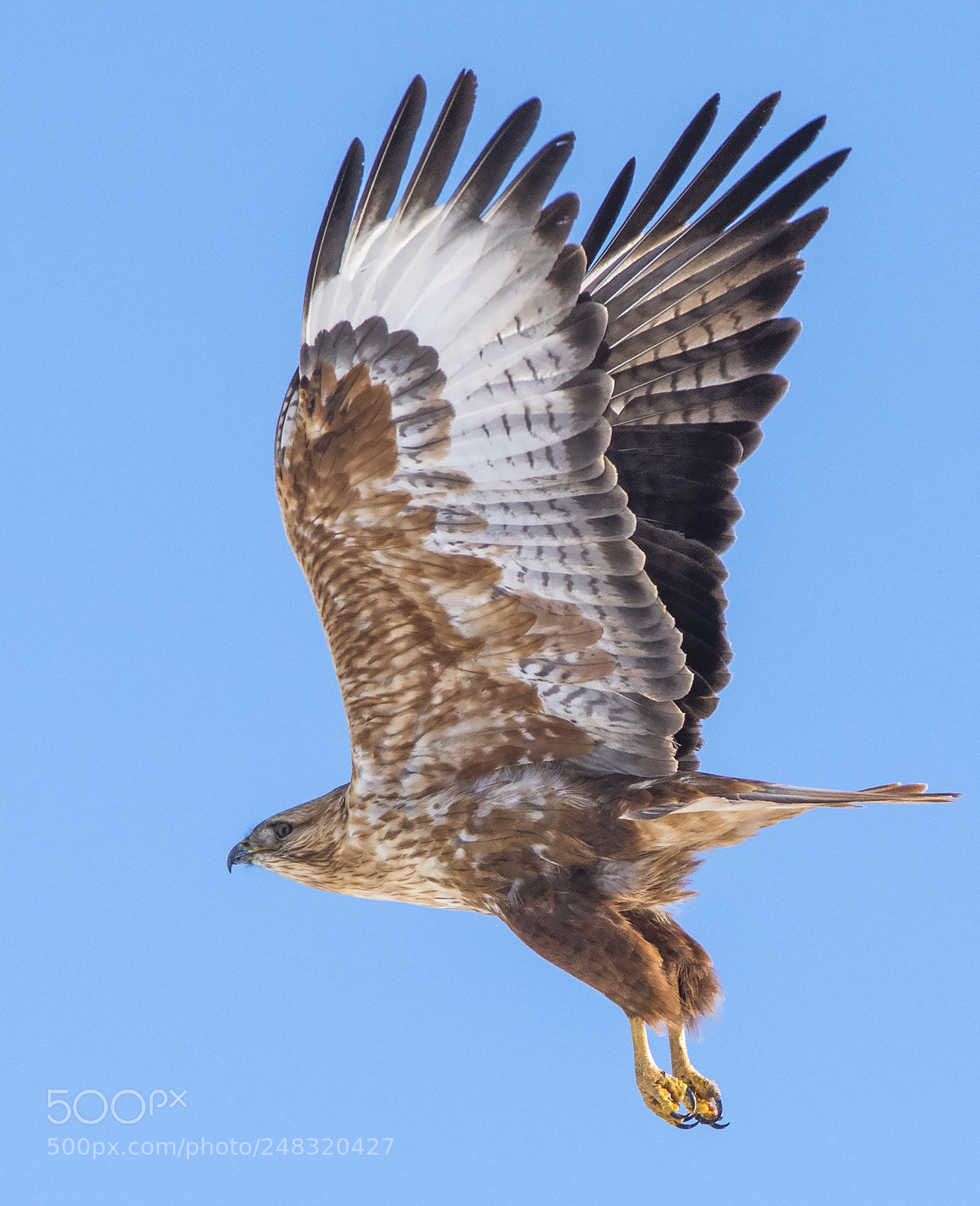 Nikon D810 sample photo. Long-legged buzzard photography