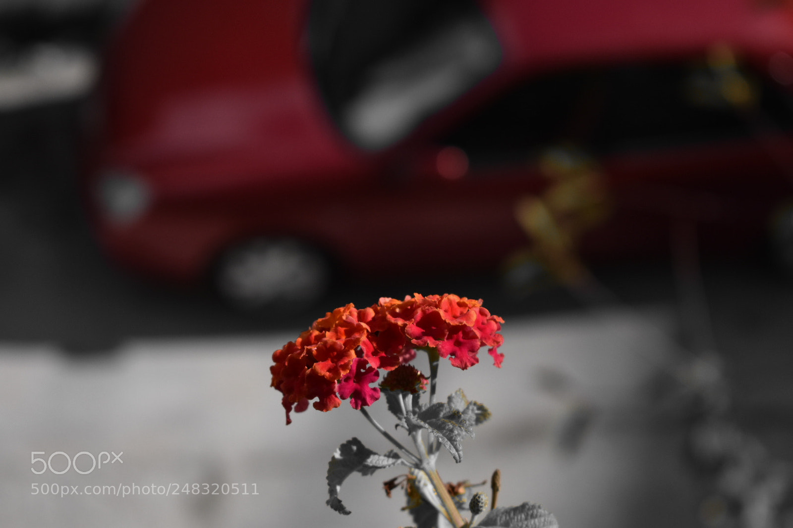 Nikon D3400 sample photo. Flowers!! photography