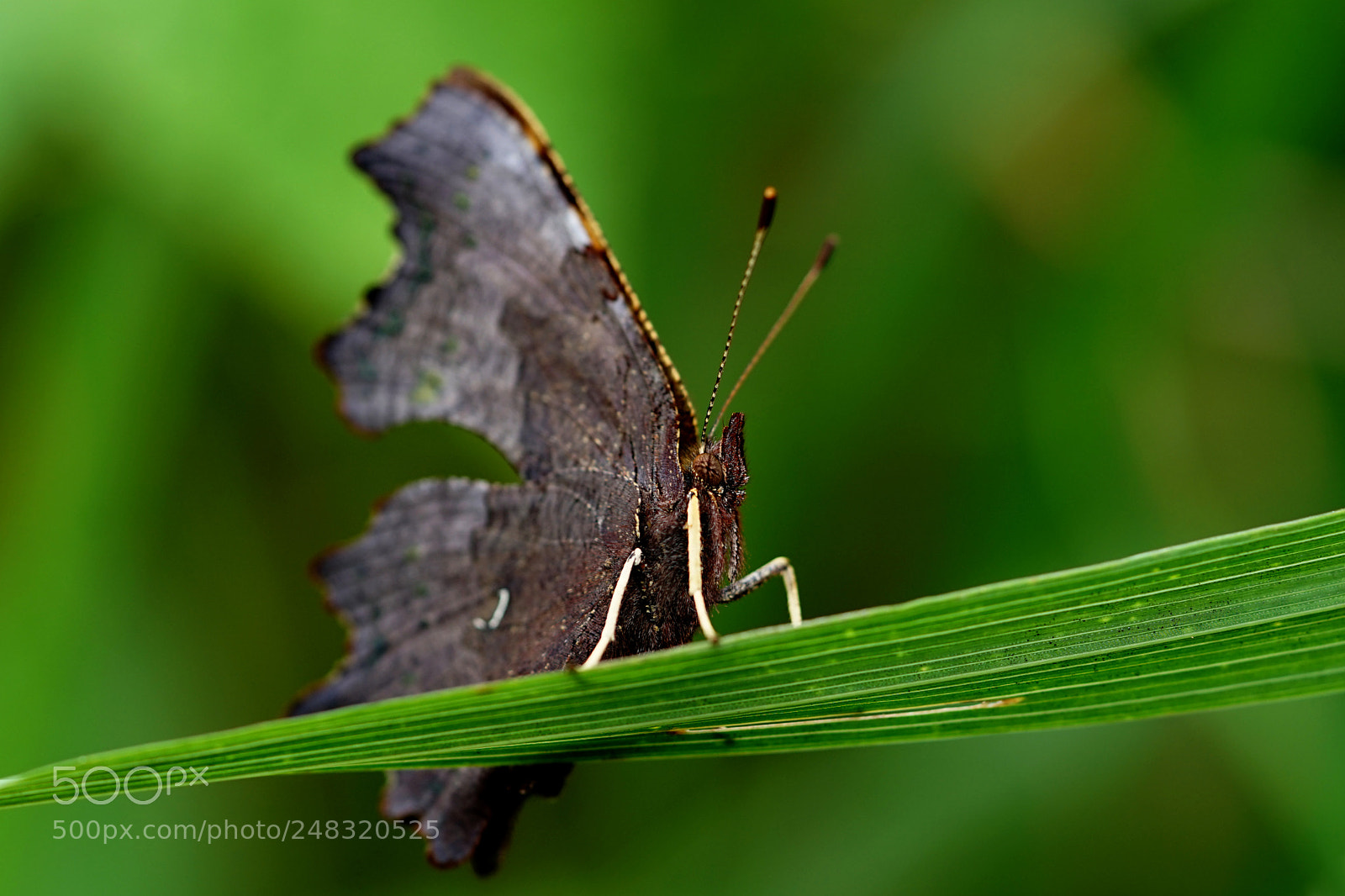 Sony a7 II sample photo. Dsc photography