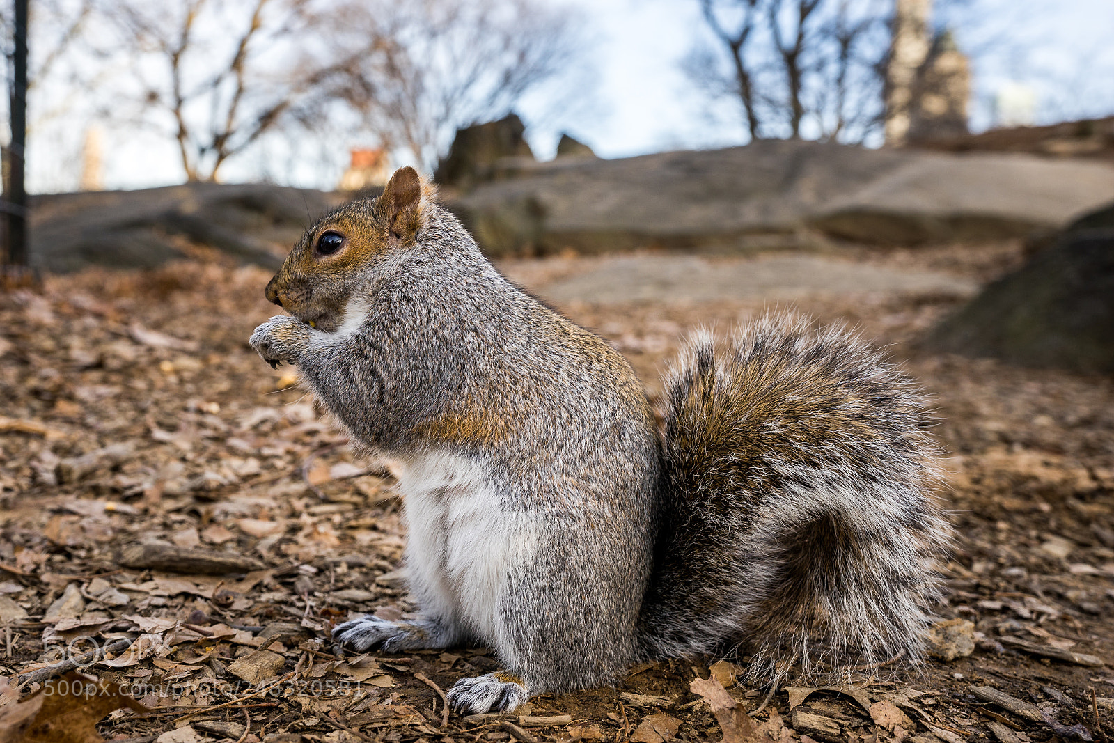 Sony a7 sample photo. Squirrel in central park photography