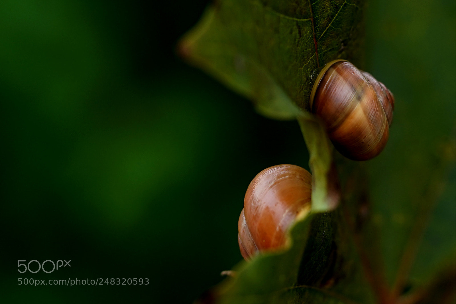 Sony a7 II sample photo. Dsc photography