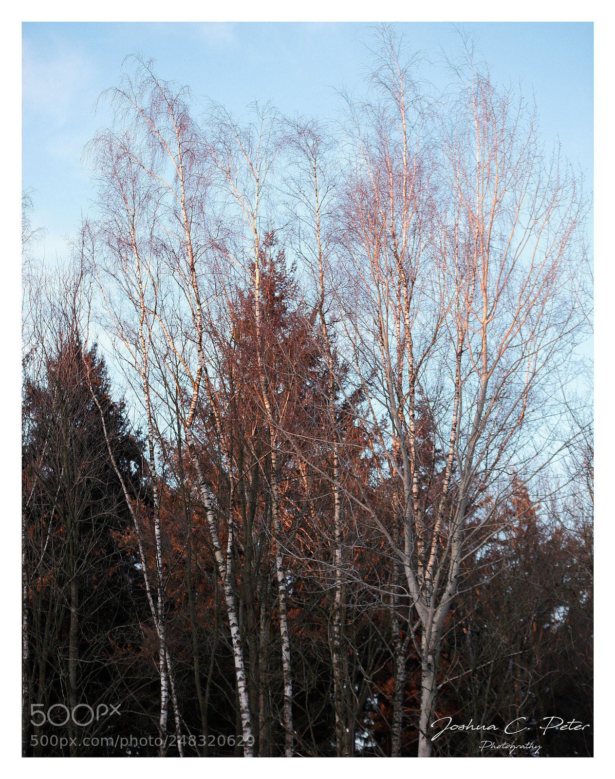 Canon EOS 6D Mark II sample photo. Golden trees photography