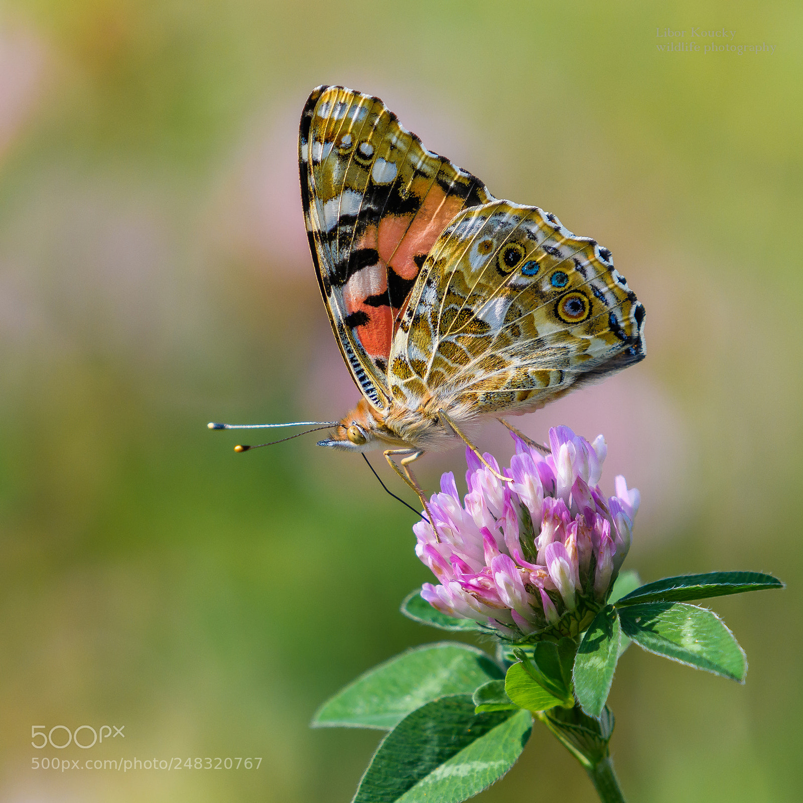 Nikon D500 sample photo. Butterfly photography