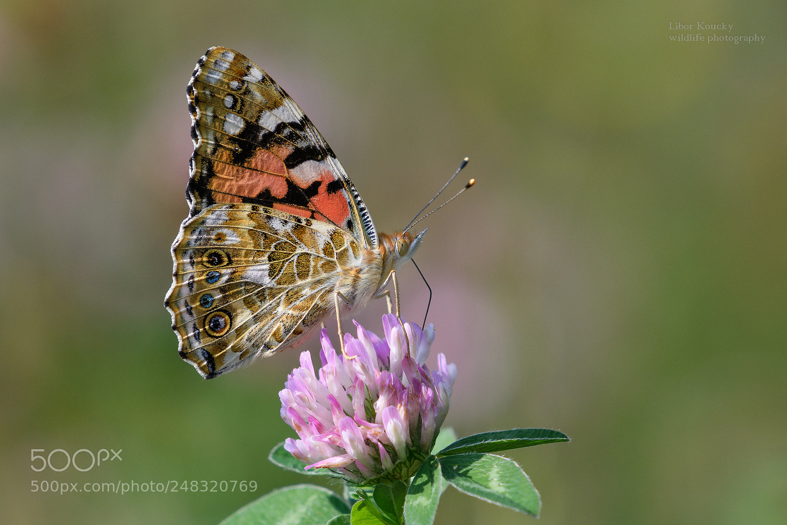 Nikon D500 sample photo. Butterfly photography