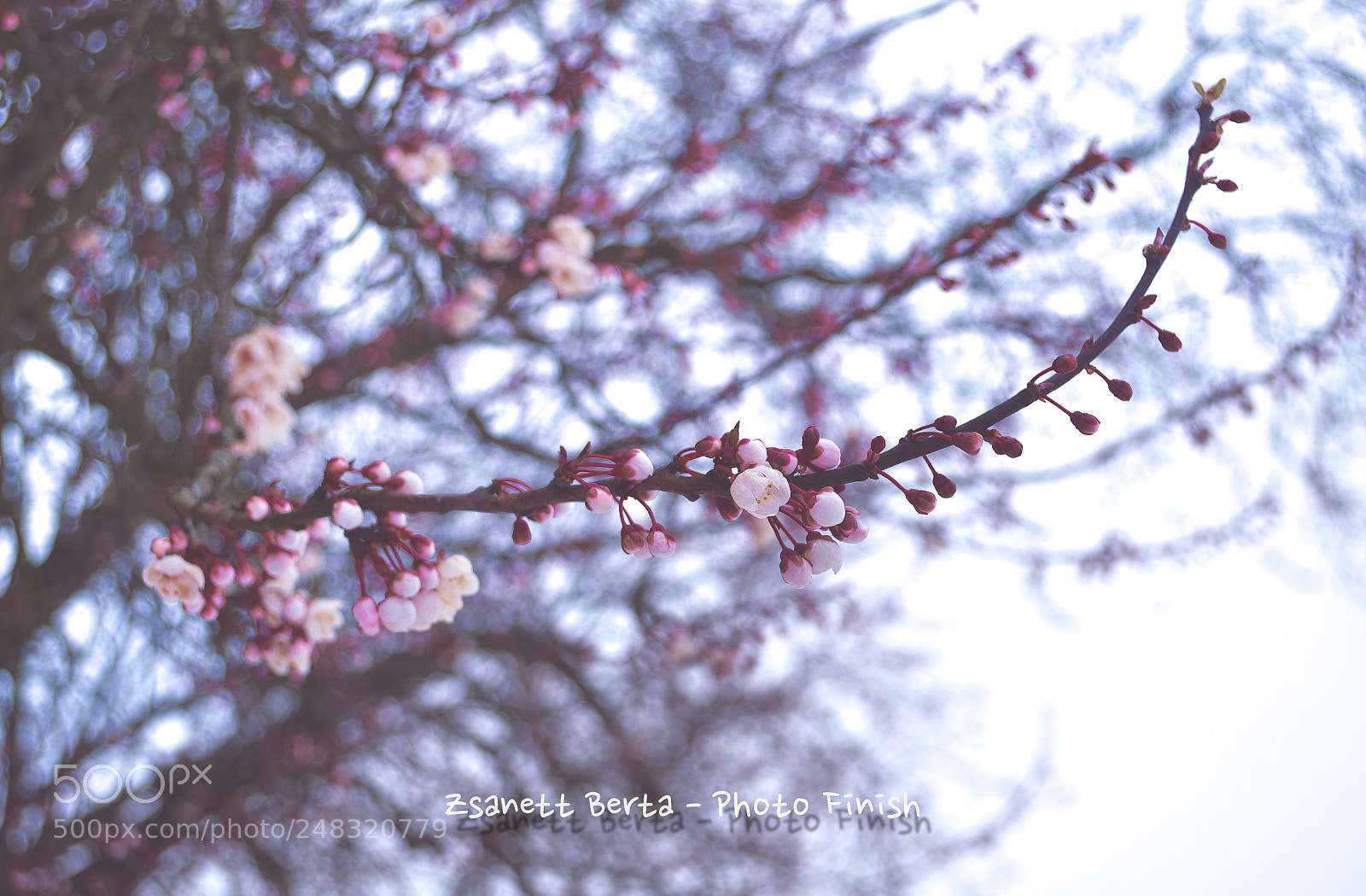 Nikon D5100 sample photo. Sign of spring photography