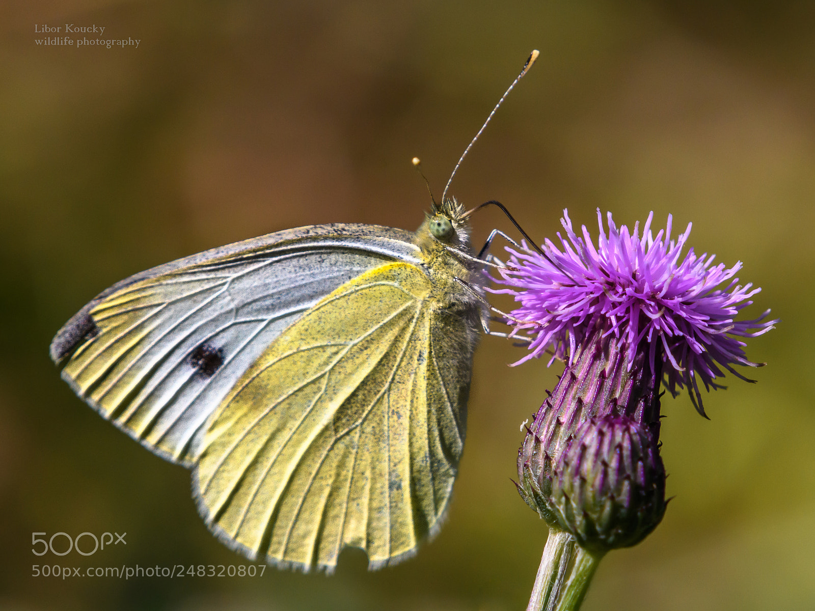 Nikon D500 sample photo. Butterfly photography