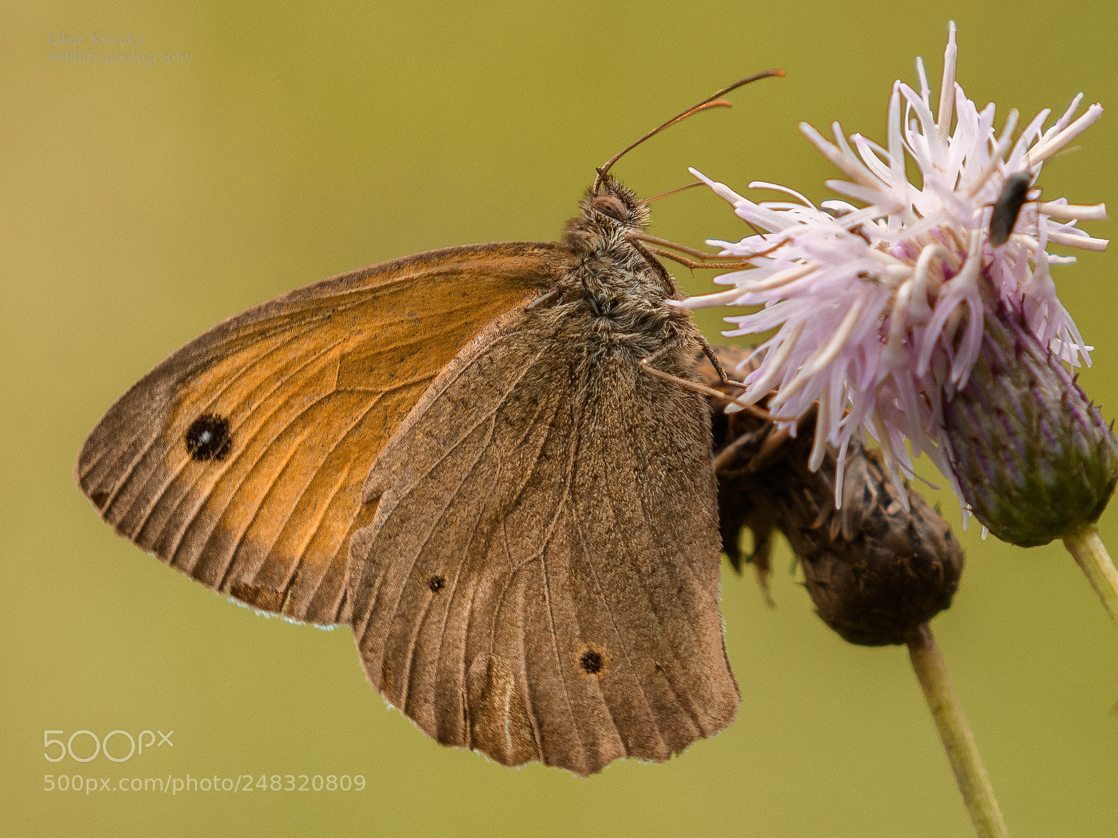 Nikon D500 sample photo. Butterfly photography