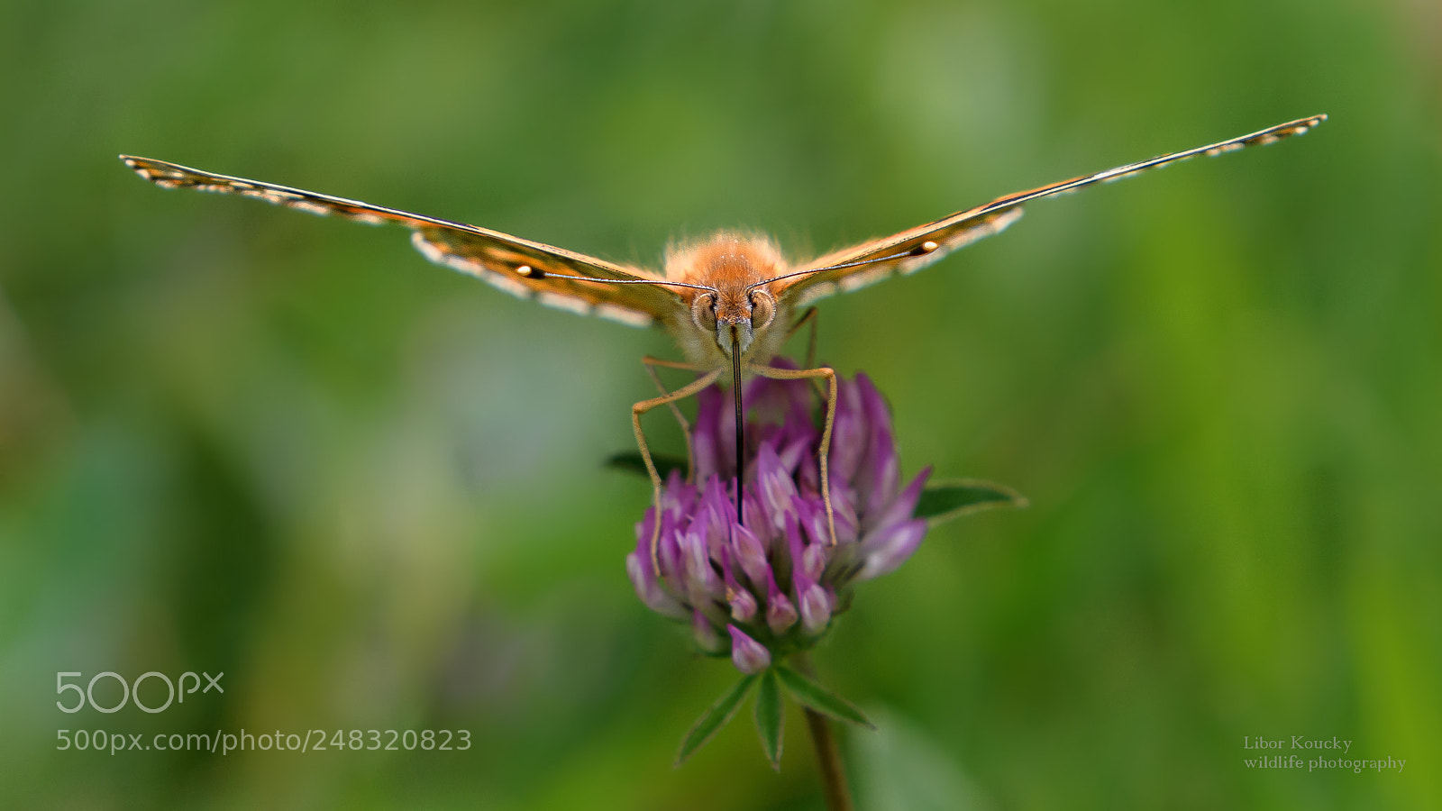 Nikon D500 sample photo. Butterfly photography