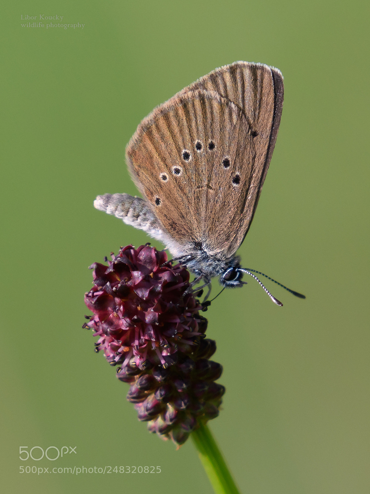 Nikon D500 sample photo. Butterfly photography