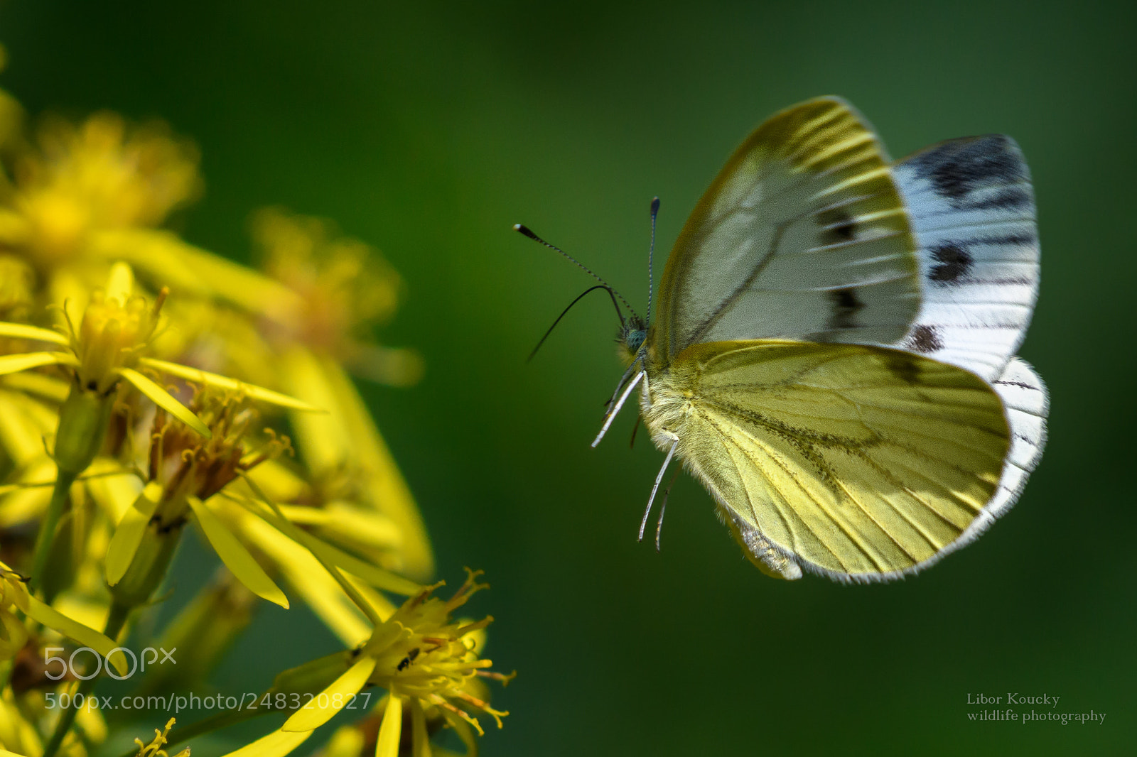 Nikon D500 sample photo. Butterfly photography