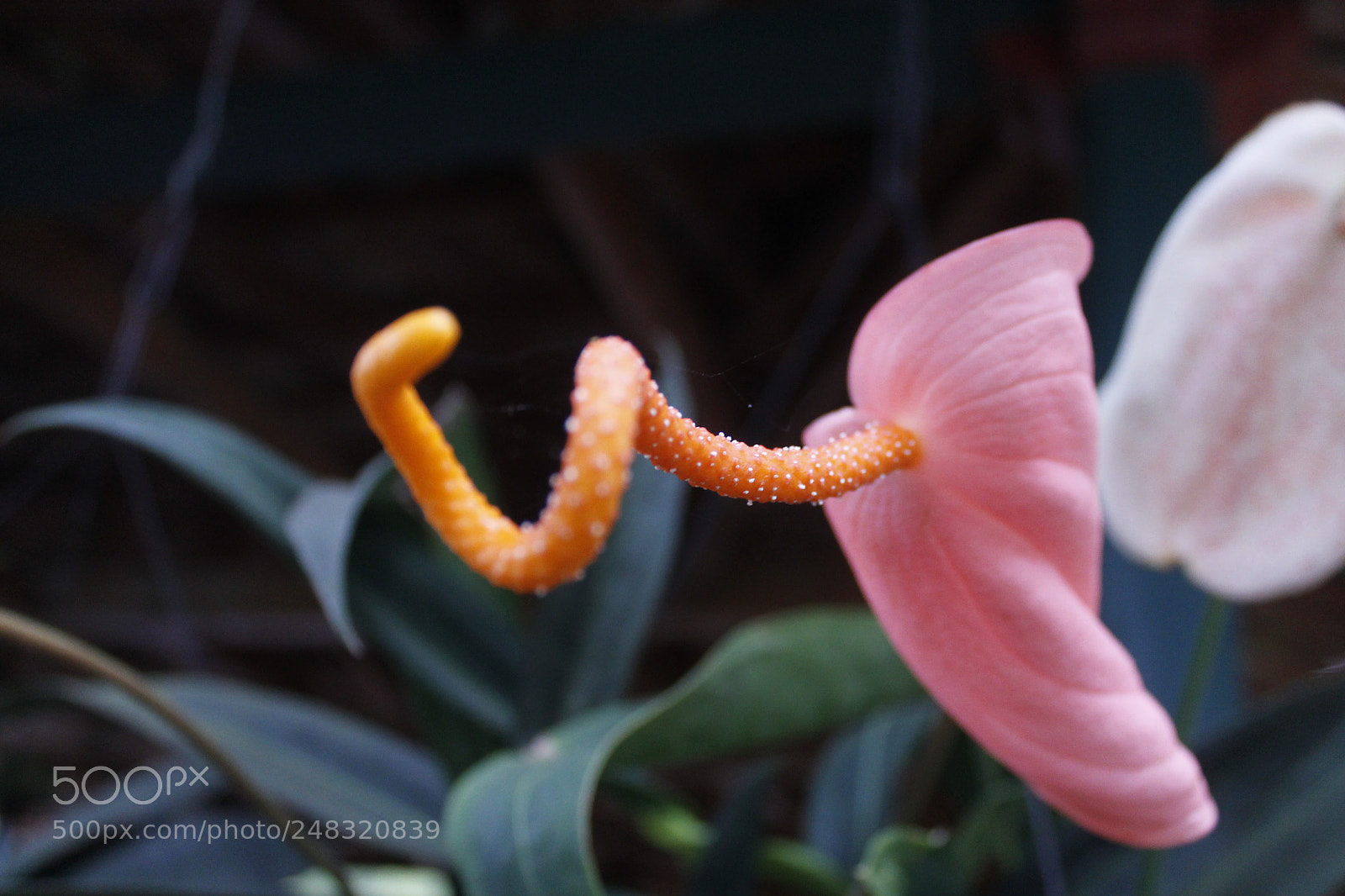 Canon EOS 1100D (EOS Rebel T3 / EOS Kiss X50) sample photo. Anthurium photography