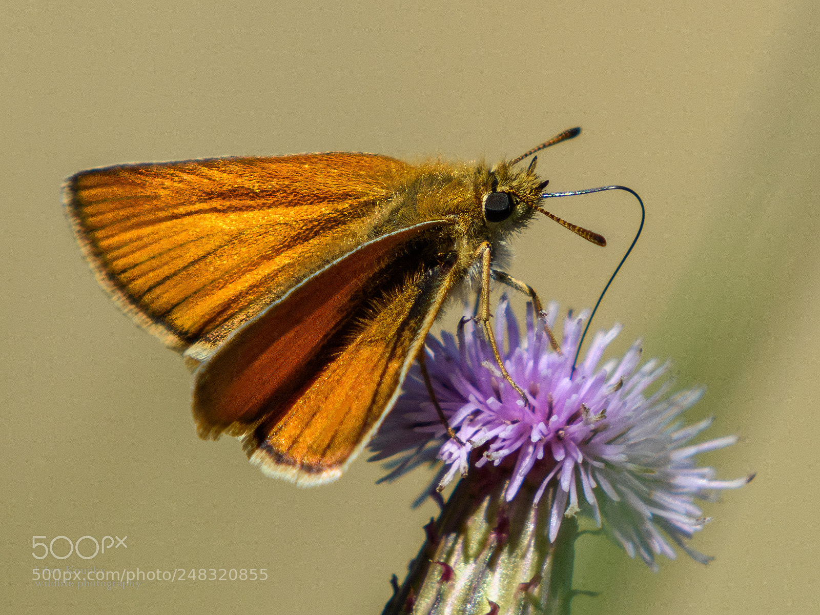 Nikon D5500 sample photo. Butterfly photography