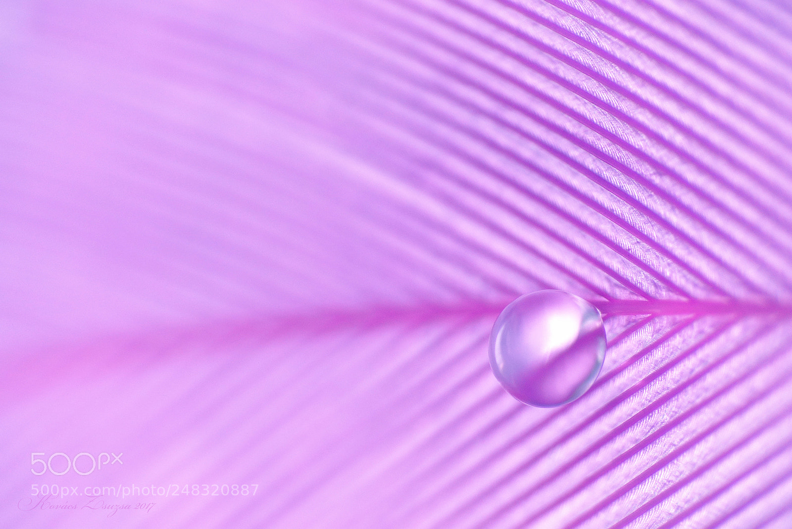 Panasonic Lumix DMC-FZ200 sample photo. Waterdrop on a feather photography