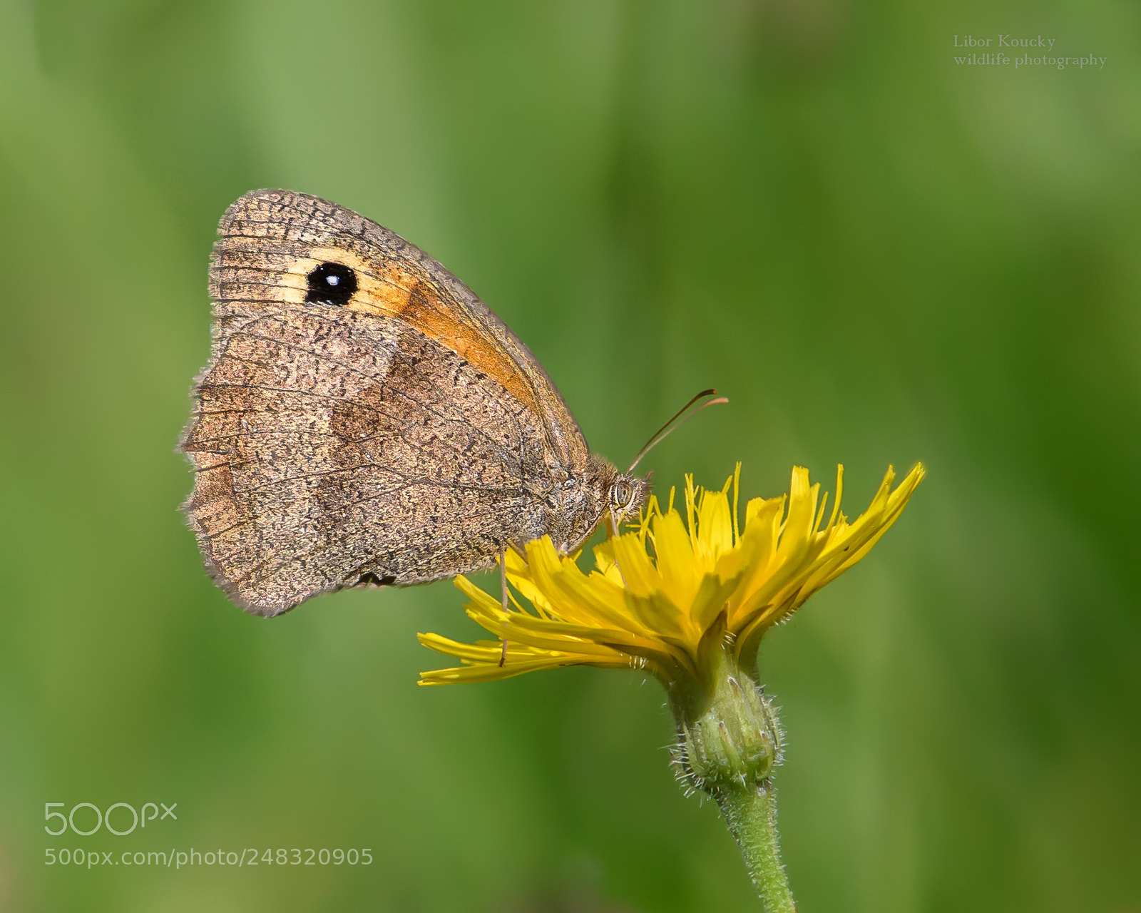 Nikon D500 sample photo. Butterfly photography