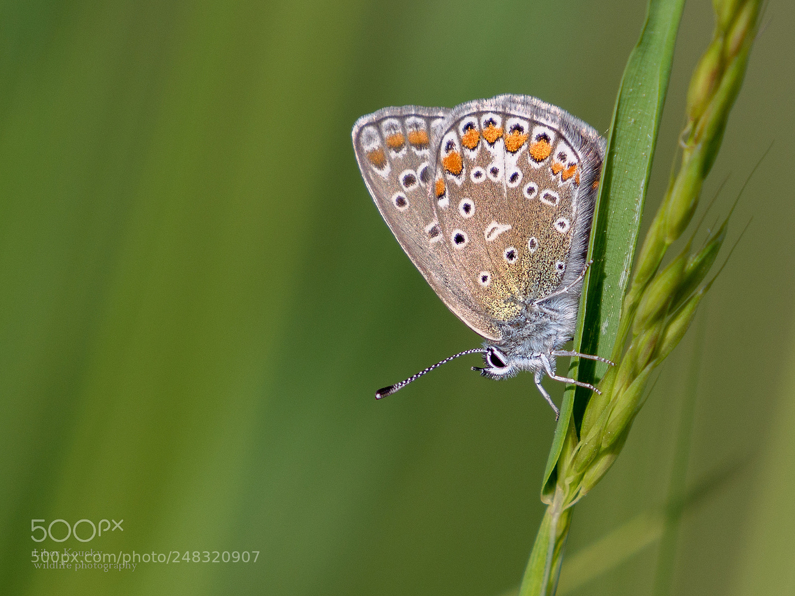 Nikon D500 sample photo. Butterfly photography