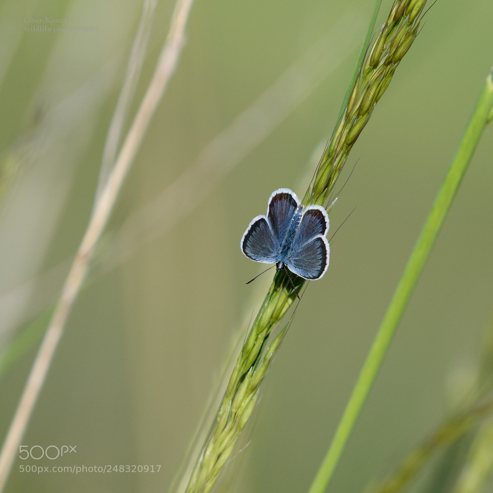 Nikon D500 sample photo. Butterfly photography