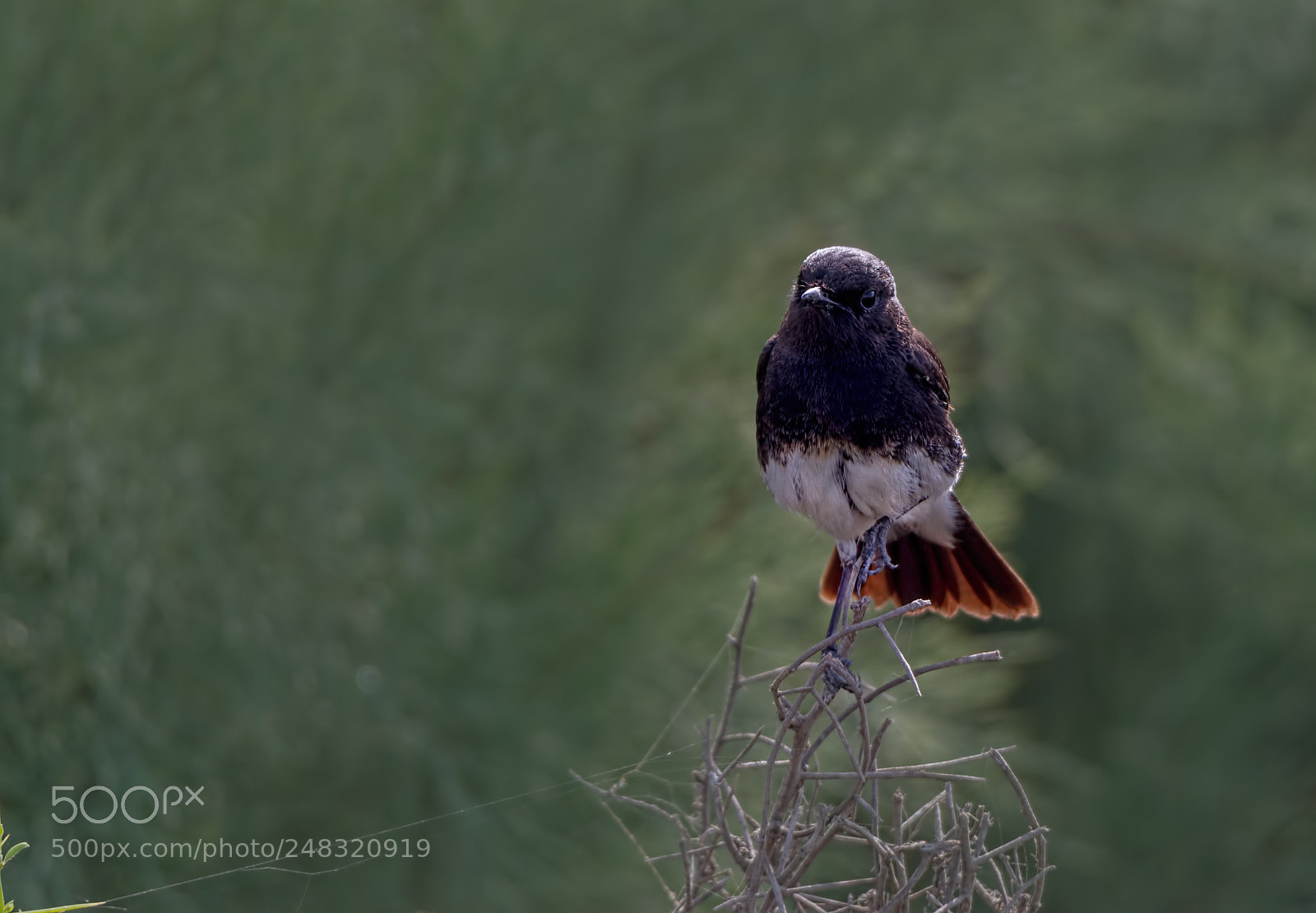 Canon EOS 7D sample photo. Pied bushchat male... photography
