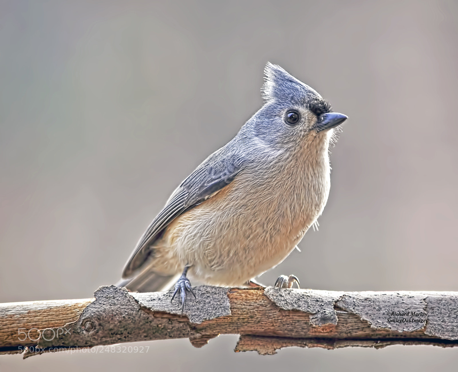 Nikon D5000 sample photo. Tufted titmouse photography