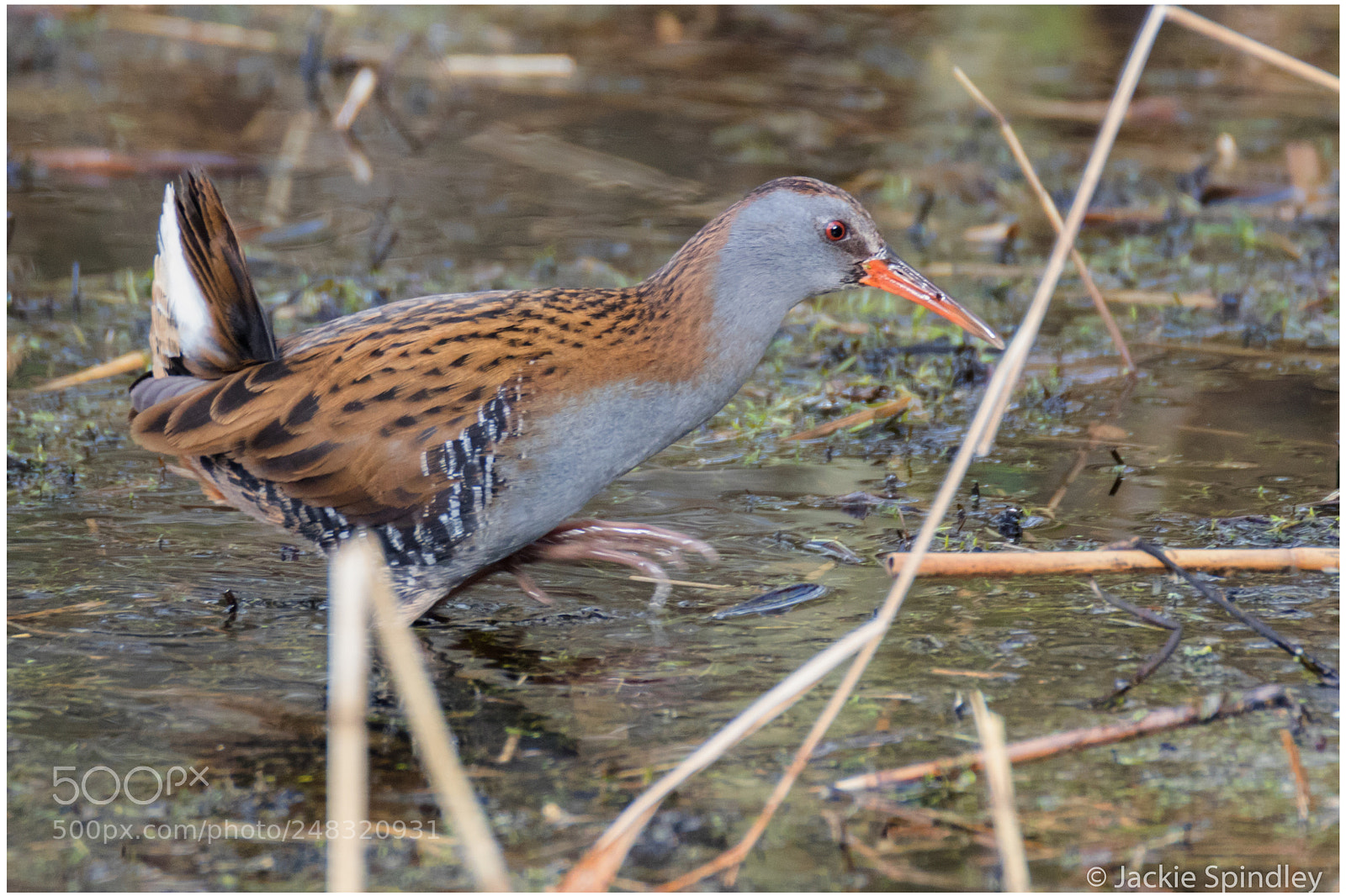 Canon EOS 7D Mark II sample photo. Water rail photography