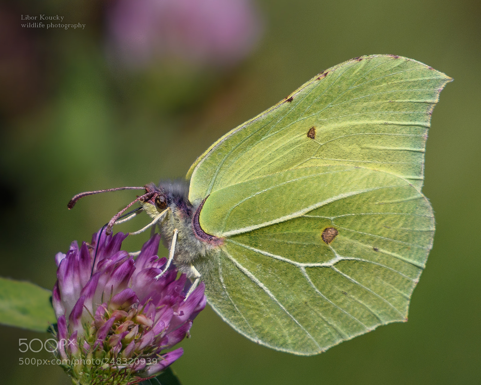 Nikon D500 sample photo. Butterfly photography