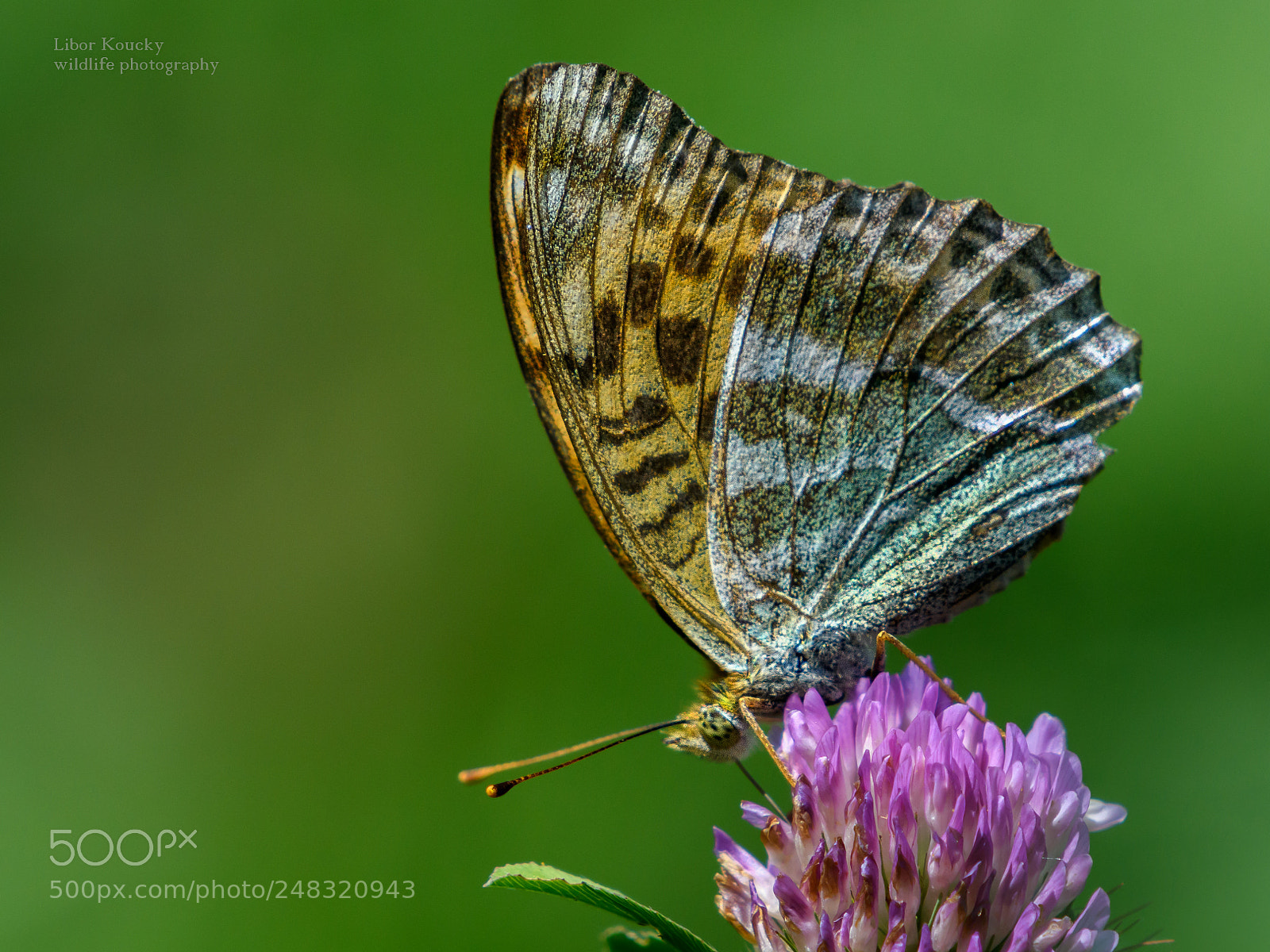 Nikon D500 sample photo. Butterfly photography
