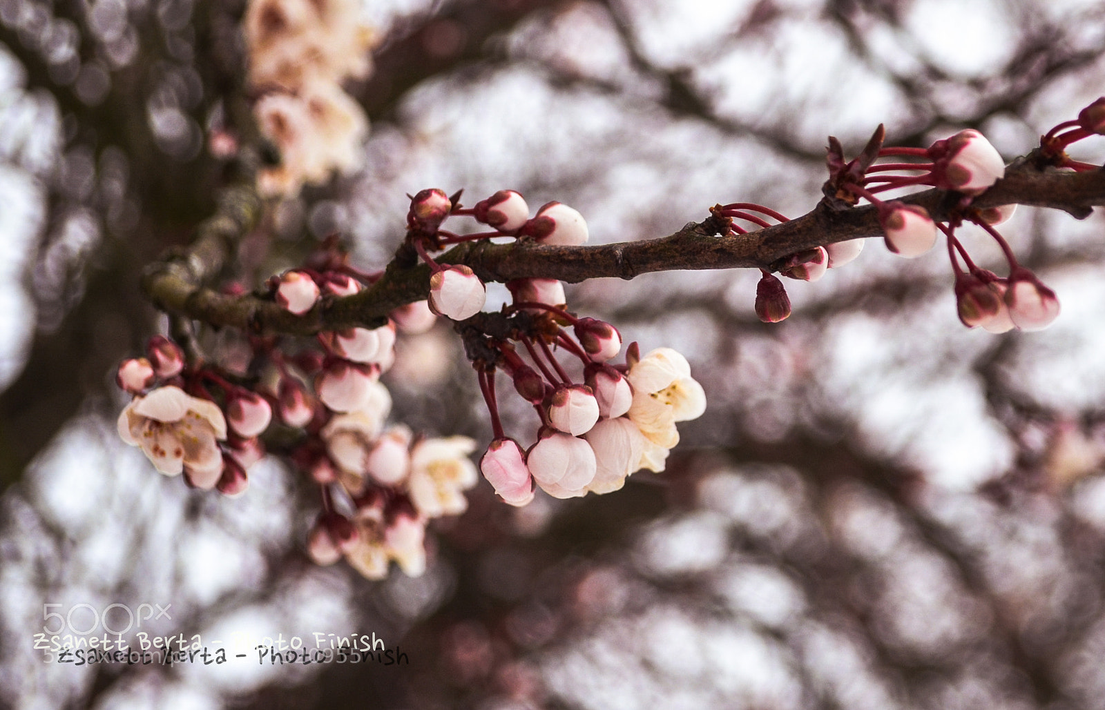 Nikon D5100 sample photo. Touch of spring photography