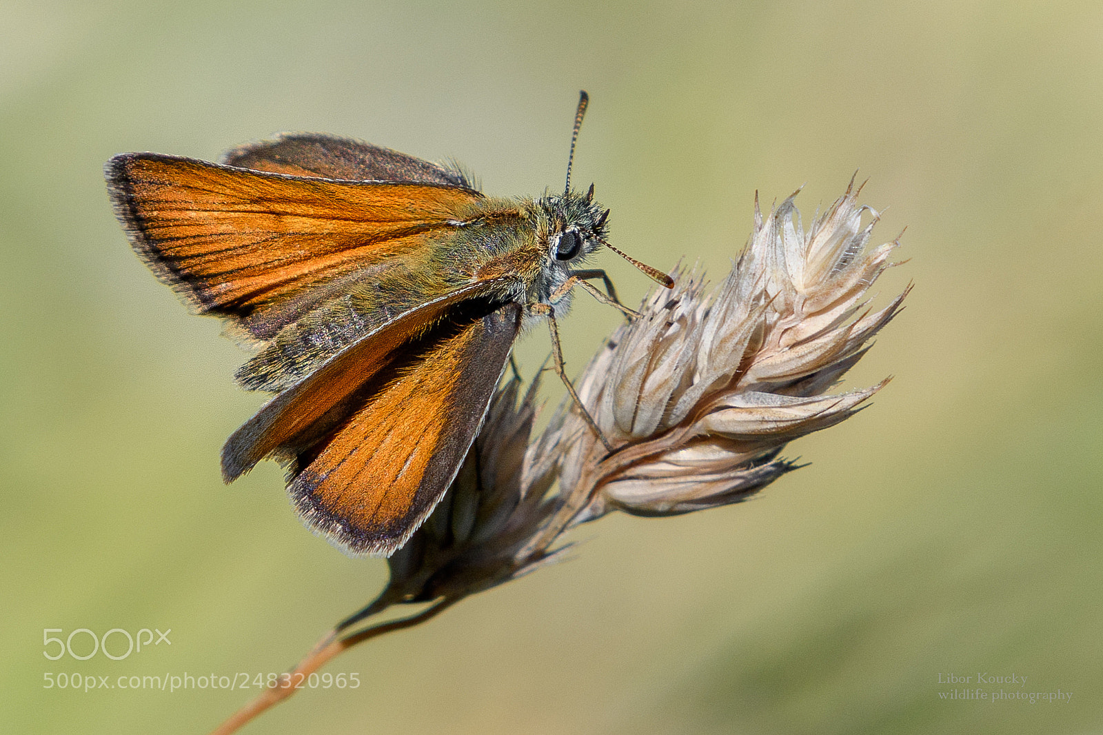 Nikon D500 sample photo. Butterfly photography