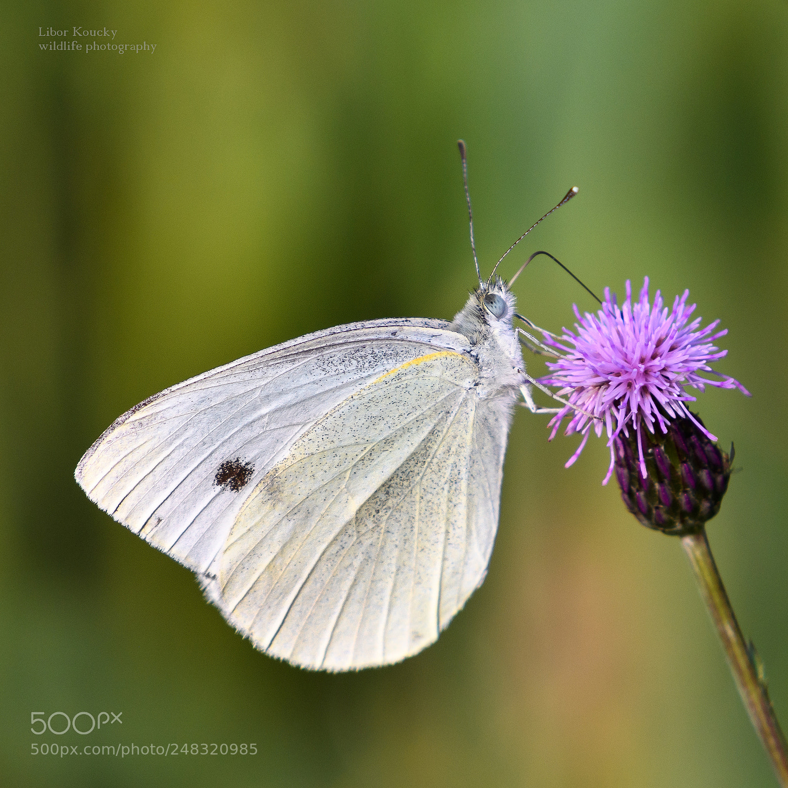 Nikon D500 sample photo. Butterfly photography