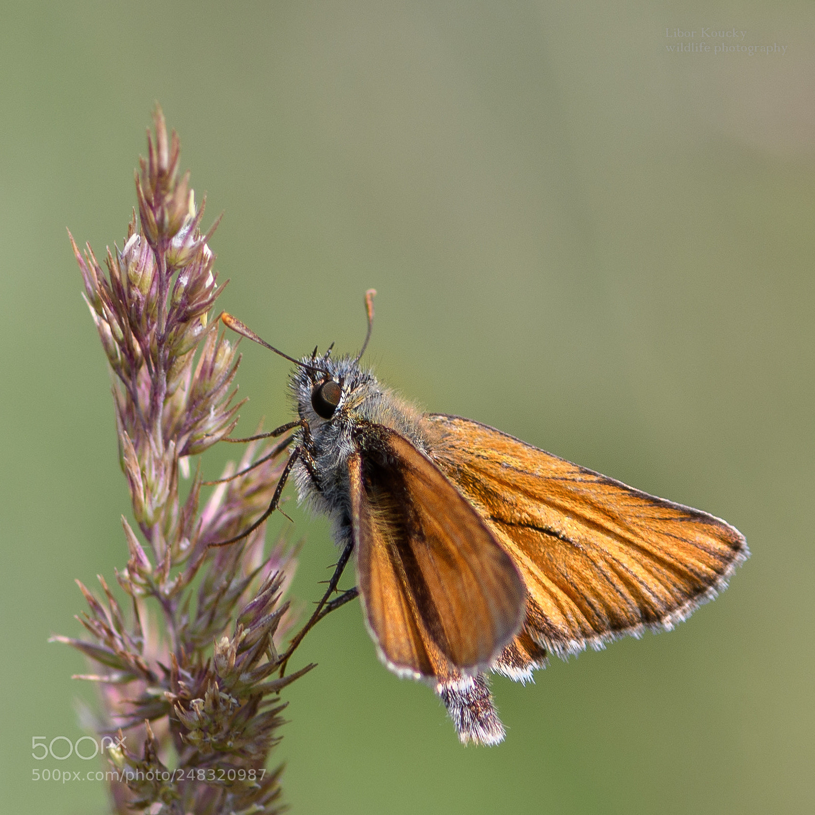 Nikon D500 sample photo. Butterfly photography