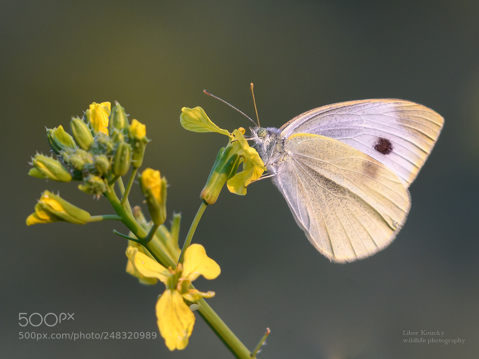 Nikon D500 sample photo. Butterfly photography