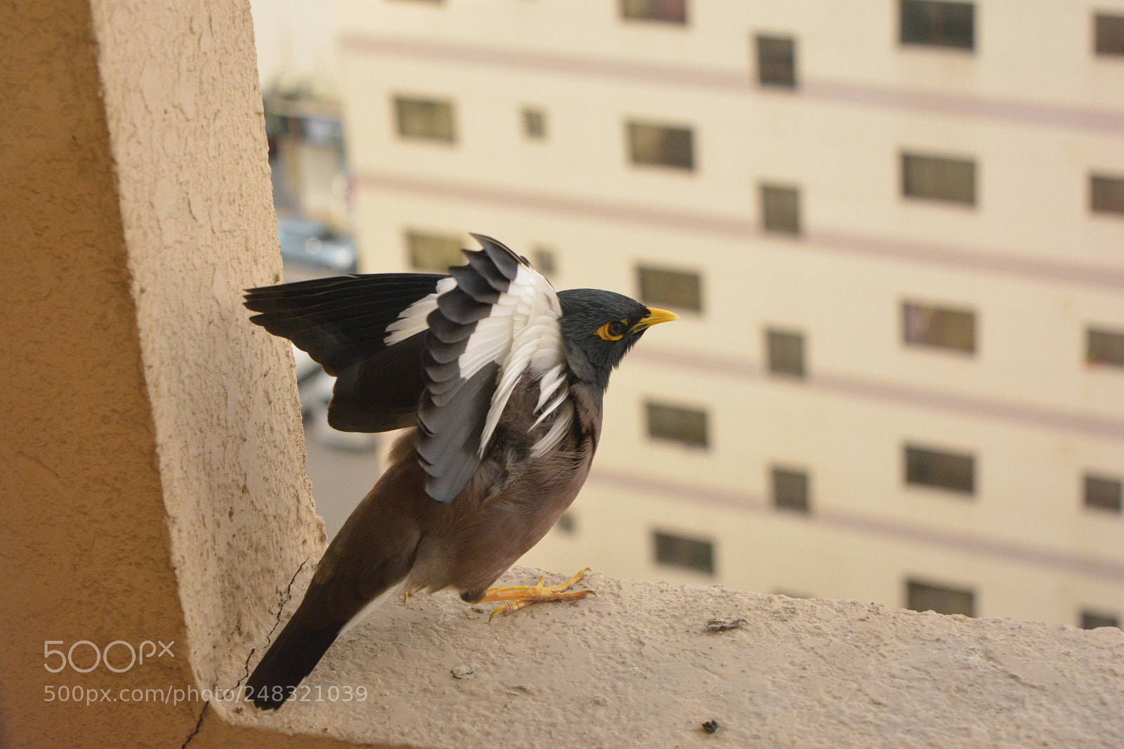 Nikon D5200 sample photo. A bird spreading its photography