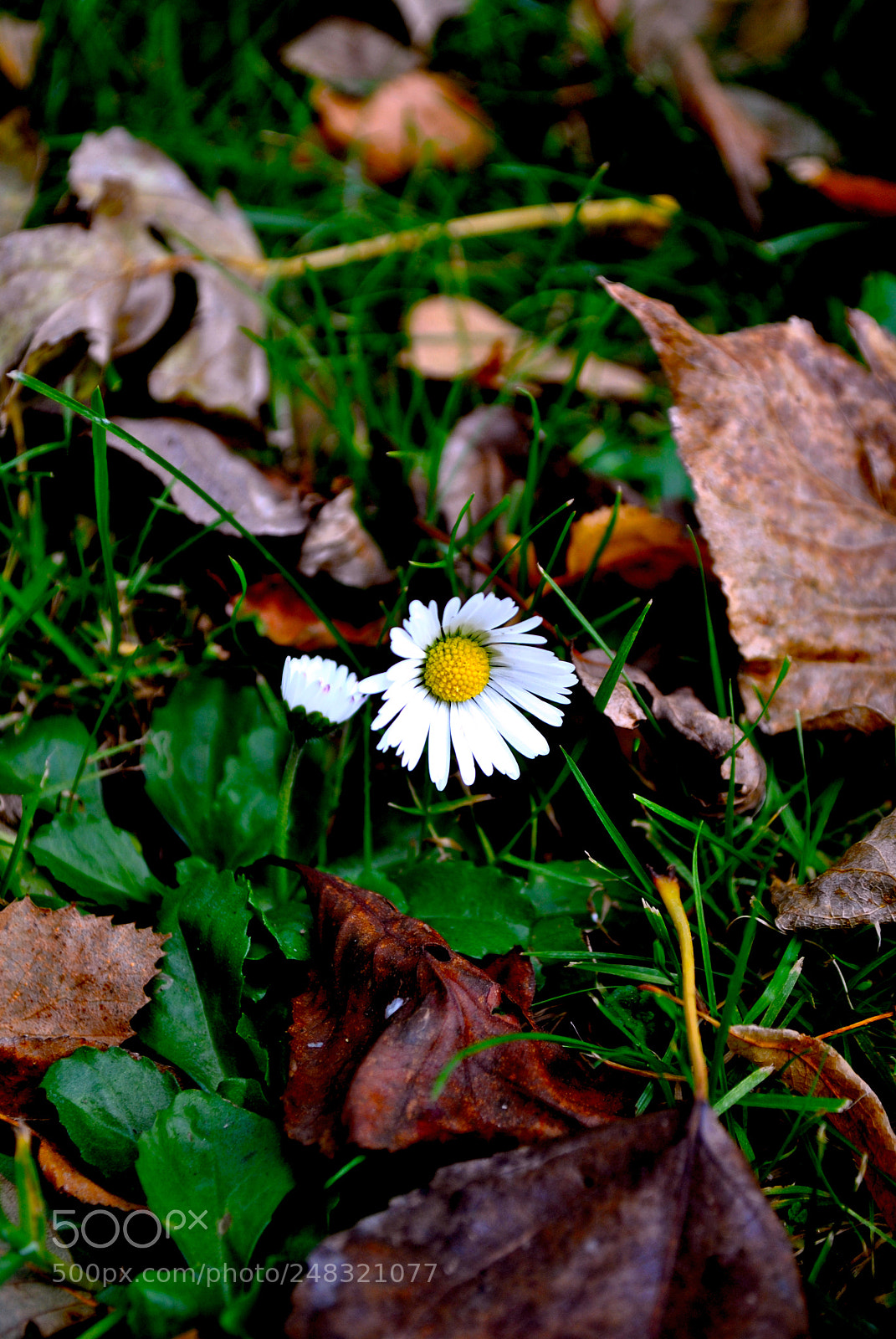 Nikon D3000 sample photo. Camomile photography