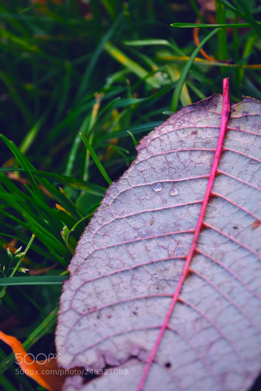 Nikon D3000 sample photo. Red autumn leaf photography