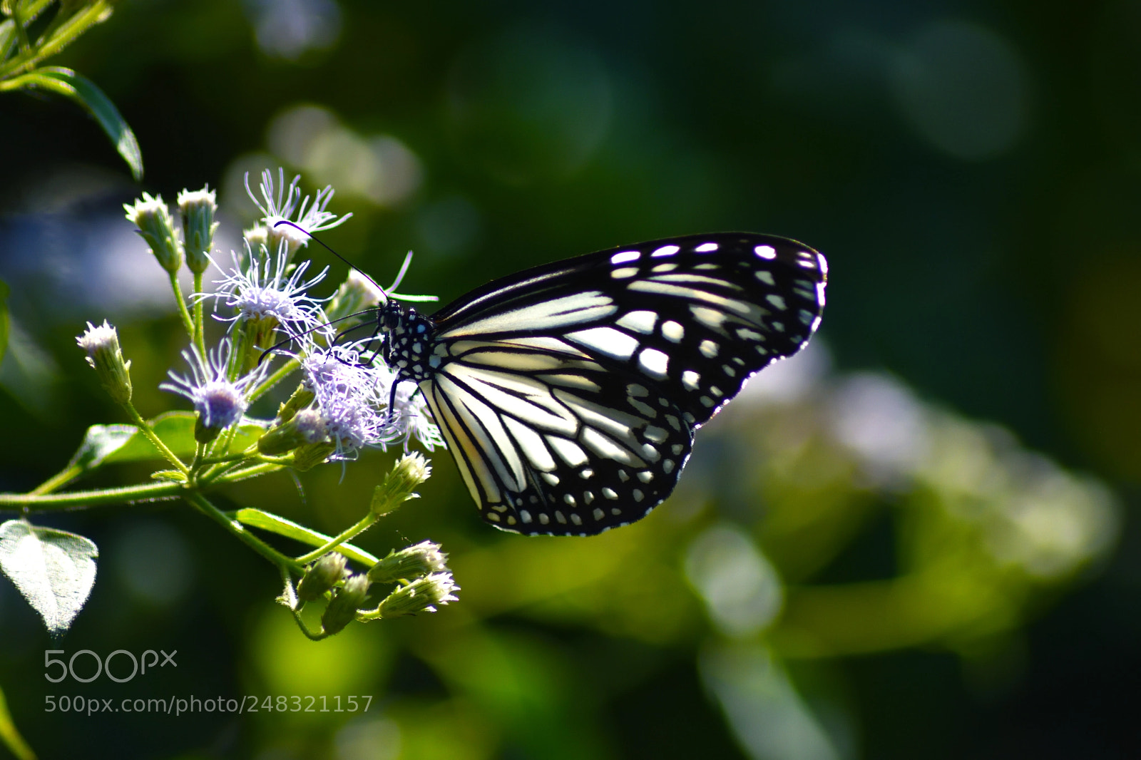 Nikon D7200 sample photo. Glassy tiger (female) photography