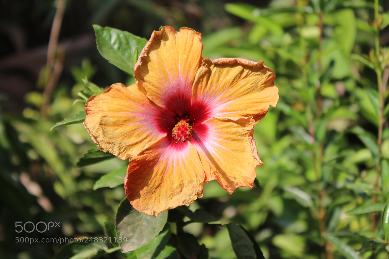 Canon EOS 700D (EOS Rebel T5i / EOS Kiss X7i) sample photo. Untitled photography