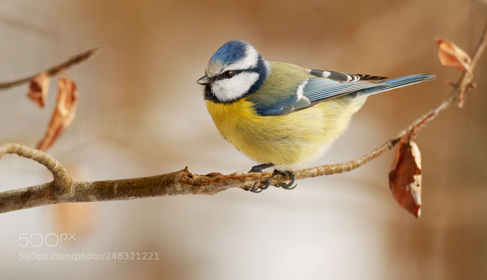 Canon EOS-1D X Mark II sample photo. Blue tit photography
