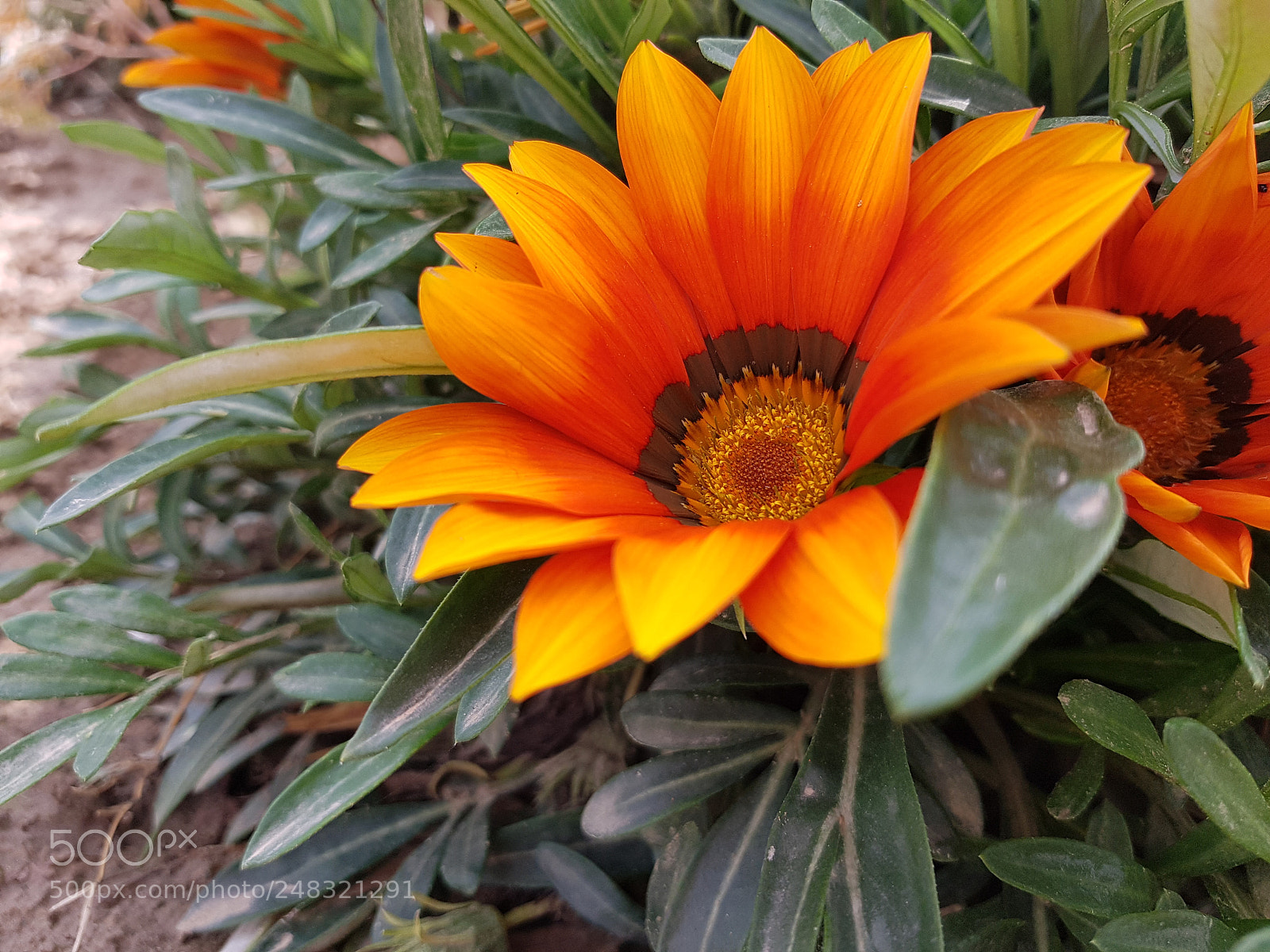 Samsung Galaxy S7 Edge sample photo. Untitled photography
