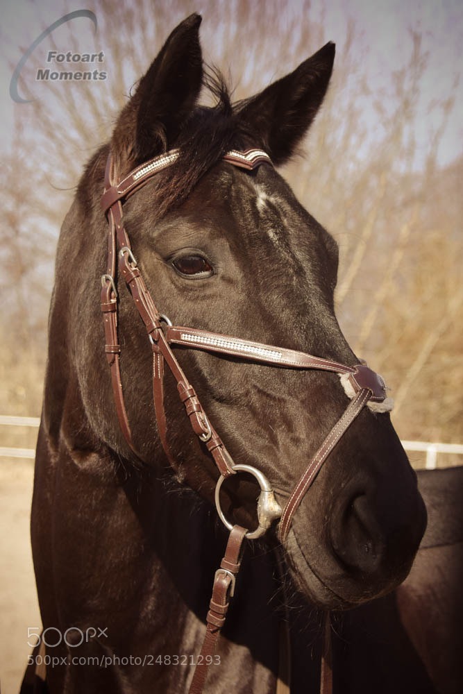 Nikon D7200 sample photo. Pferde photography