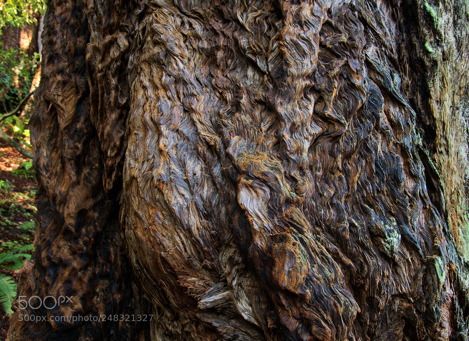 Pentax K-3 II sample photo. Tree - muir woods photography