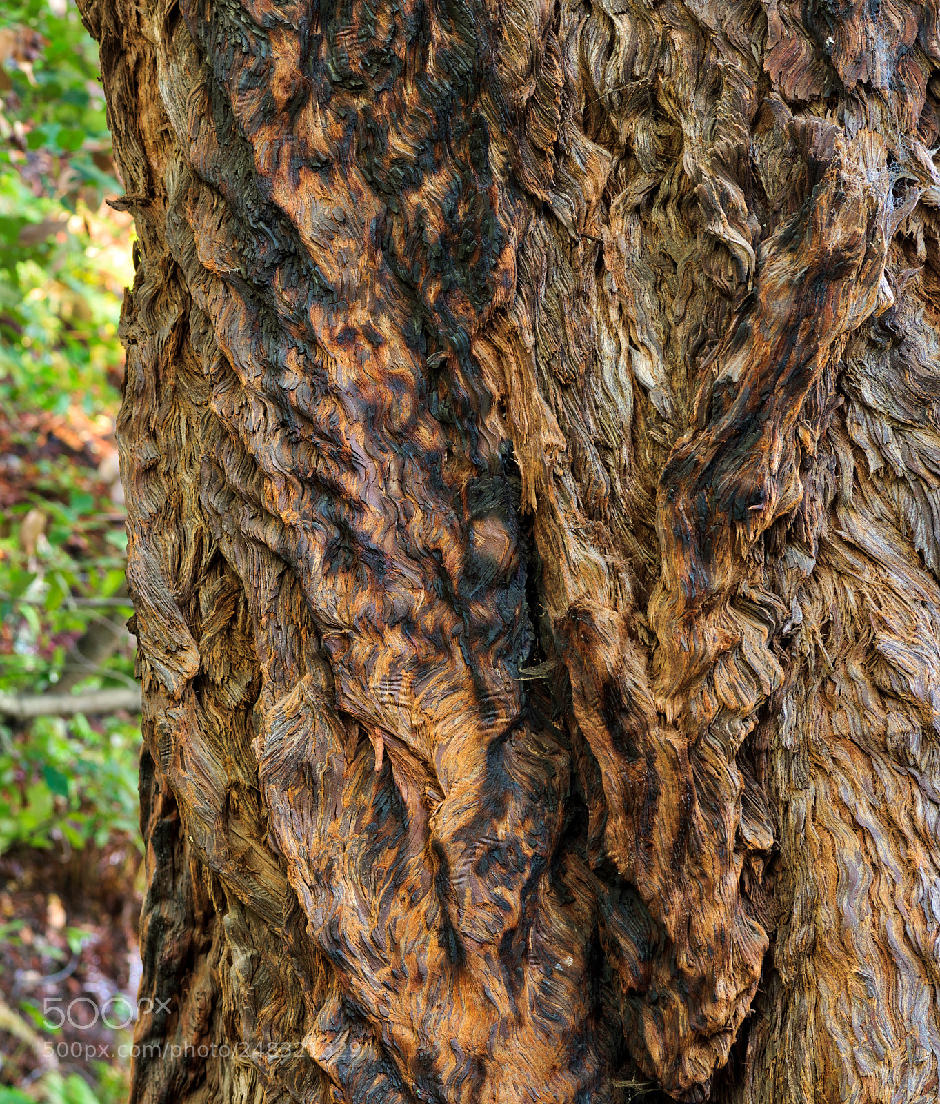 Pentax K-3 II sample photo. Tree - muir woods photography