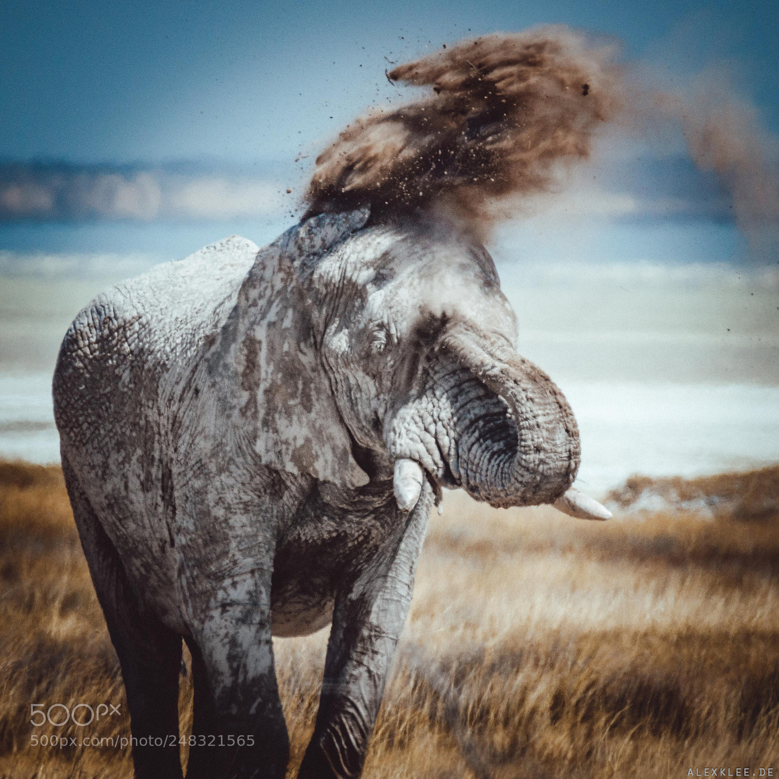 Canon EOS 7D Mark II sample photo. The dust throwing elephant photography